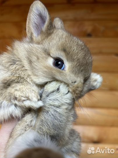 Декоративные карликовые кролики из питомника