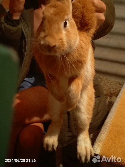 Кролик на мясо