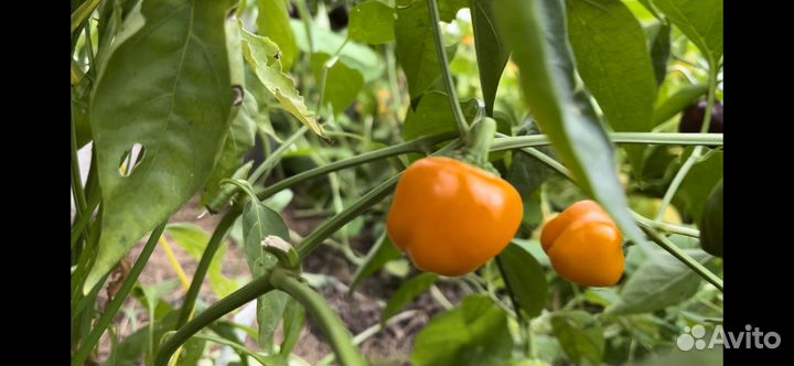 Семена перца