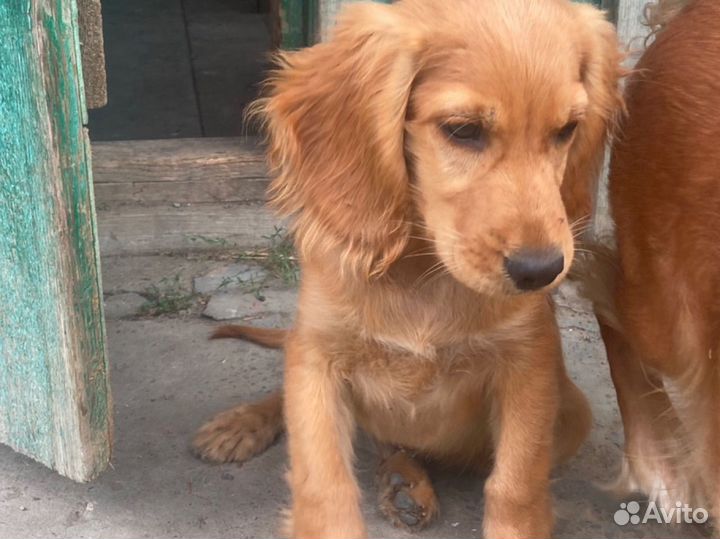 Собаки щенки спаниель