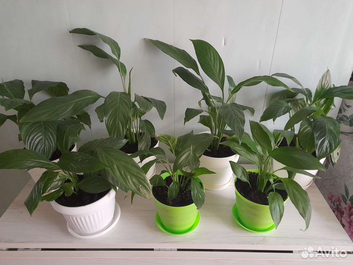 Спатифиллум