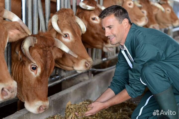 Работа скотник. Вахта Краснодарского края