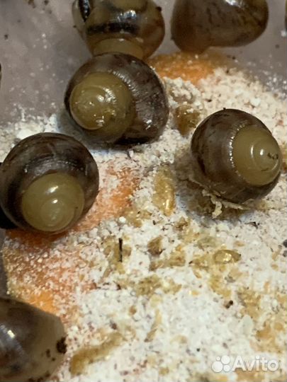 Улитки ахатины