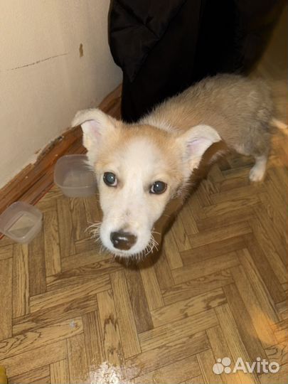 Щенок в добрые руки девочка