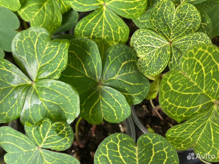 Оксалис мартианский