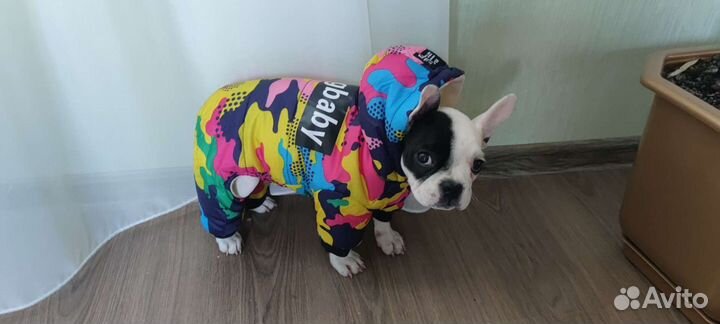 Куртка для собак