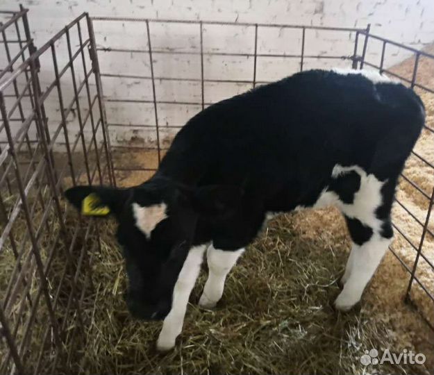 Холмогоры Голштины Бычки Тёлки