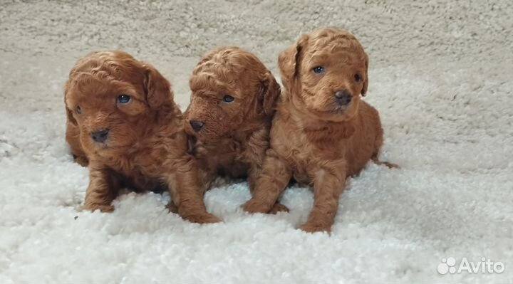 Щенки пуделя