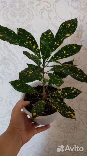Кодиеум кротон