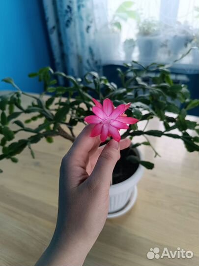 Комнатные цветы