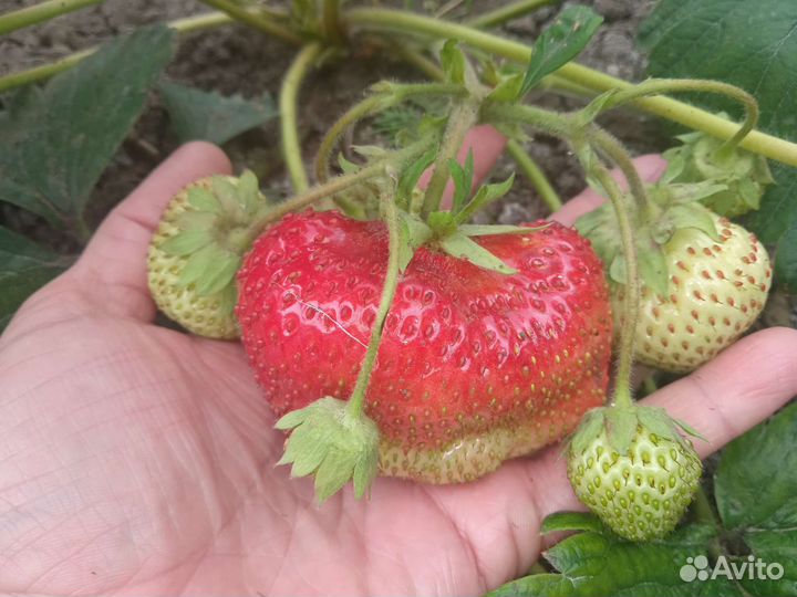 Клубника ремонтантная Альбион и другие