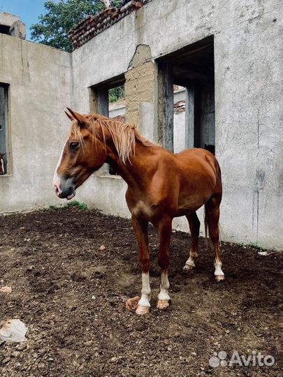 Кобылы, жеребцы