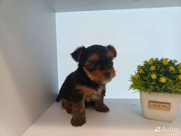 Йоркширский терьер щенки