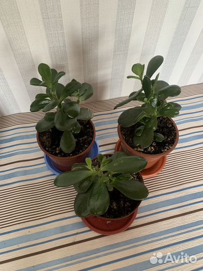 Толстянка денежное дерево