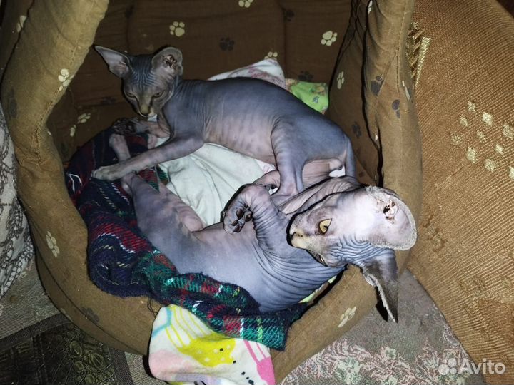 Канадский сфинкс котенок