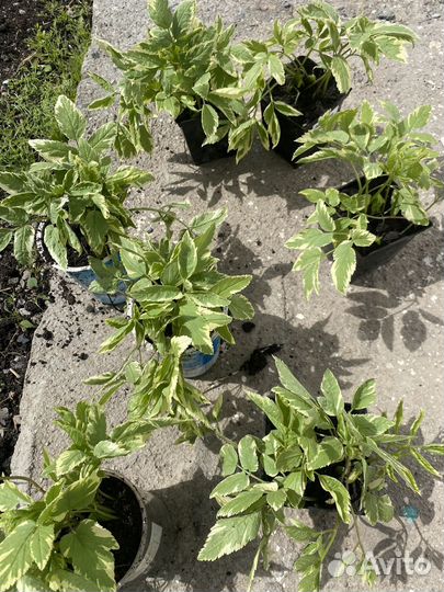 Сныть пестролистная