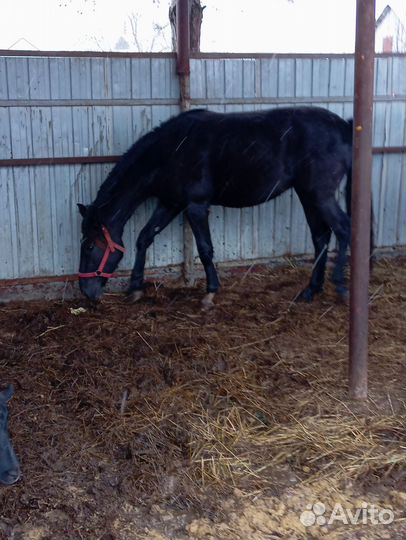 Продам кобылку