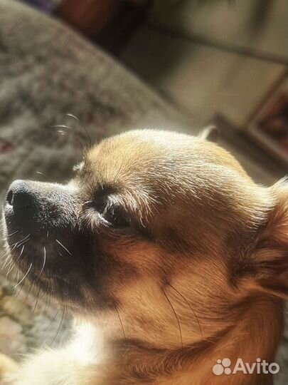 Чихуахуа мини вязка