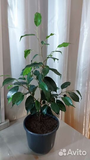 Фикус бенджамина