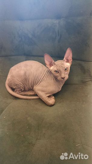 Канадский сфинкс браш