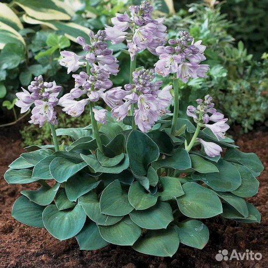 Хоста Блю Маус иерс (карликовая)