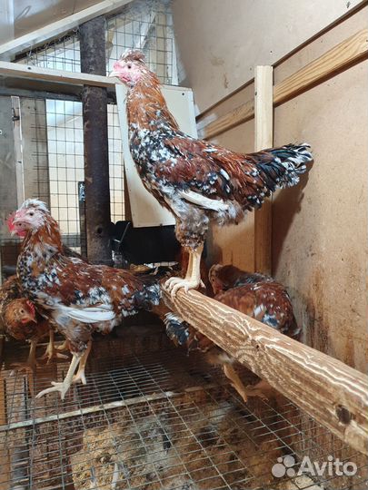 Цыплята.Петухи.Инкуб.яйцо