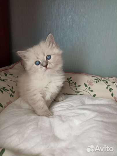 Котодети