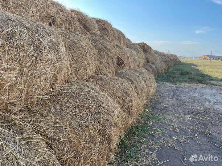 Сено в рулонах