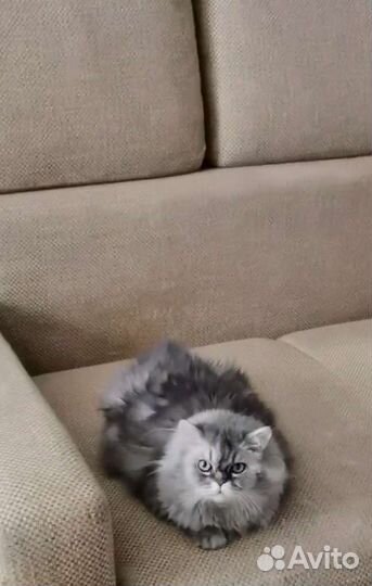 Кошка в добрые руки