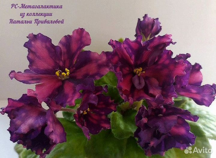 Фиалки стандарты детки и пасынки