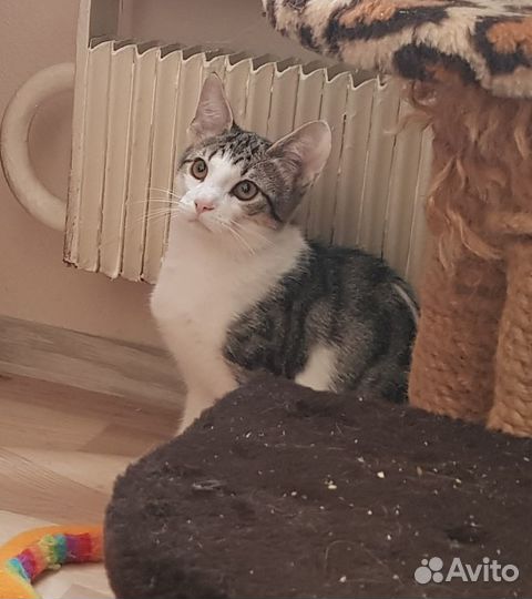 Ищет дом серо-белый котик Антошка