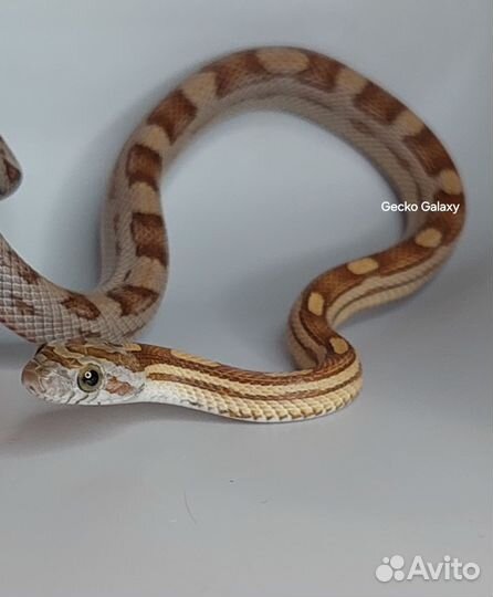 Змея маисовый Полоз Санкт-Петербург