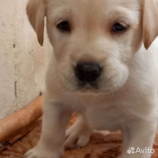 Лабрадор ретривер щенки