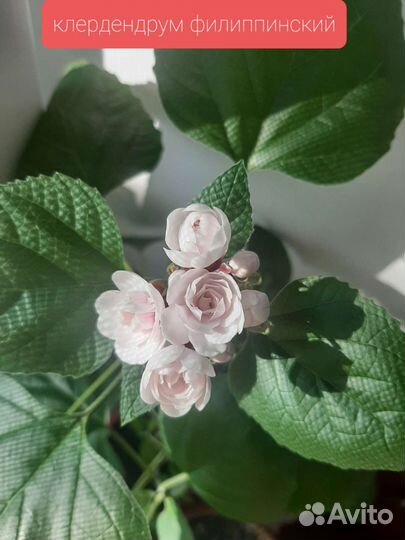 Клеродендрум филиппинский