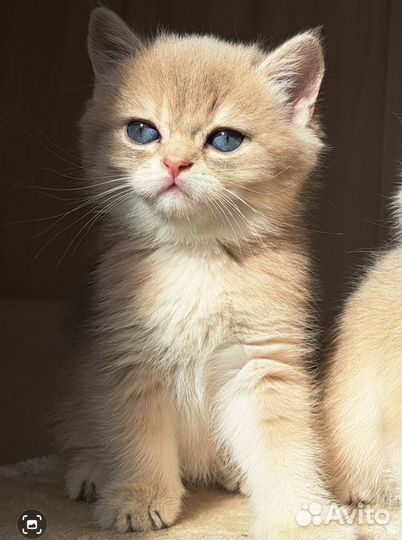 Британский золотой мальчик