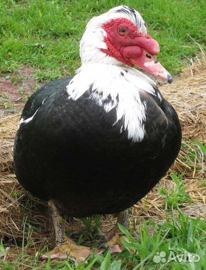 Утки муларды