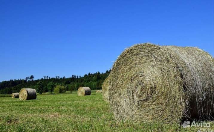 Сено в тюках
