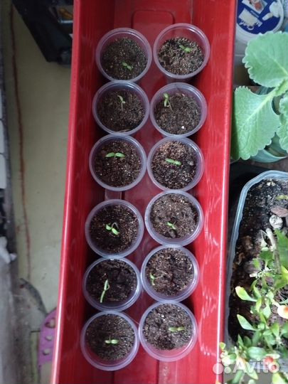 Рассада перцев, помидор и тыквы