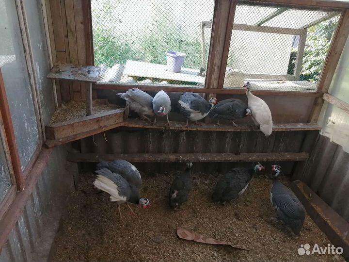 Куры, цесарки,утки, индоутки