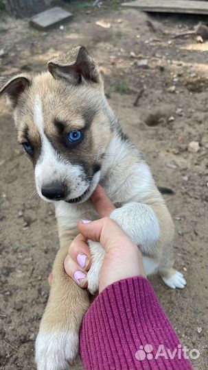 Щенки хаски+ стаф