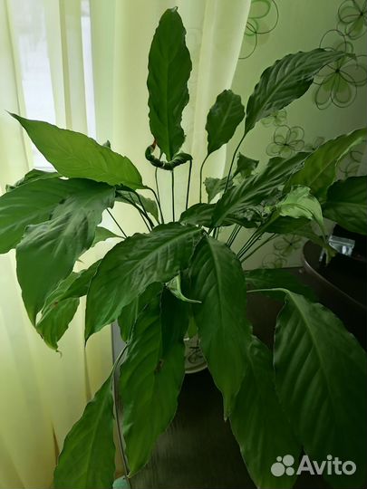 Спатифиллум (женский цветок)