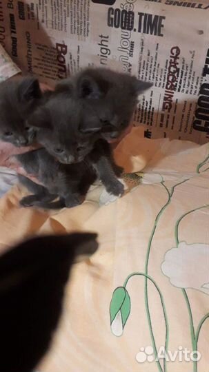 Серые котята