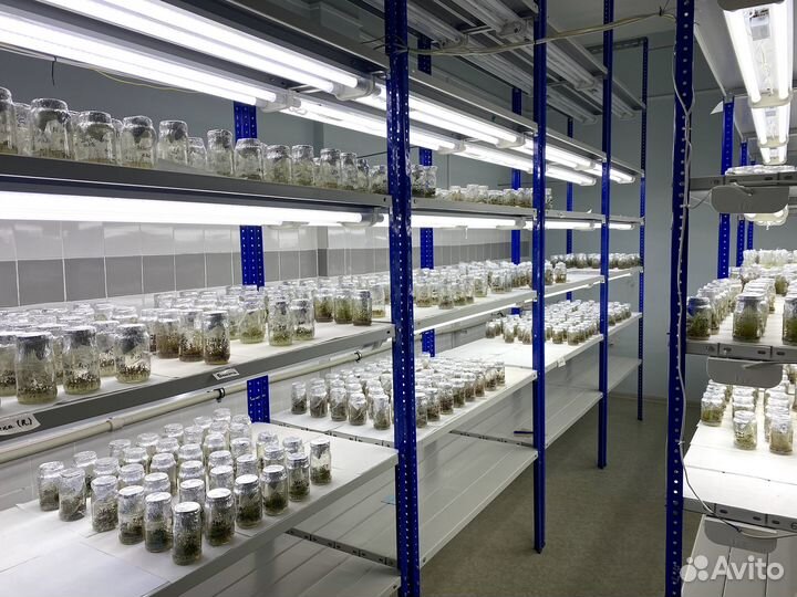 Саженцы голубики от 6 месяцев до 7 лет оптом