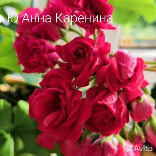 Пеларгония