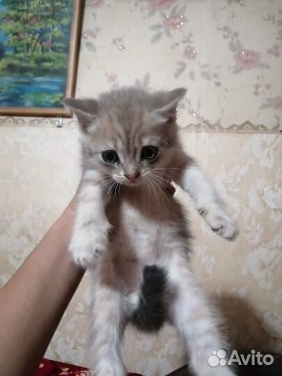 Британская