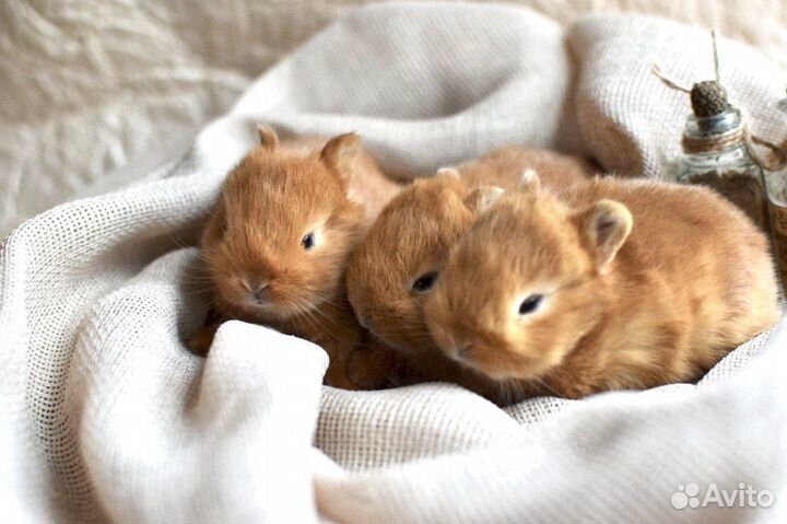 Мини карликовые кролики от Оли