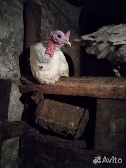 Индюки индюшата