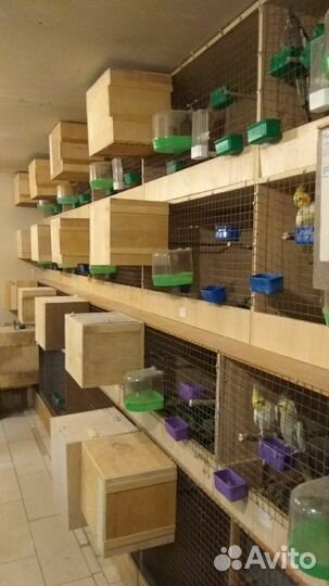 Попугаи корелла птенцы и другие