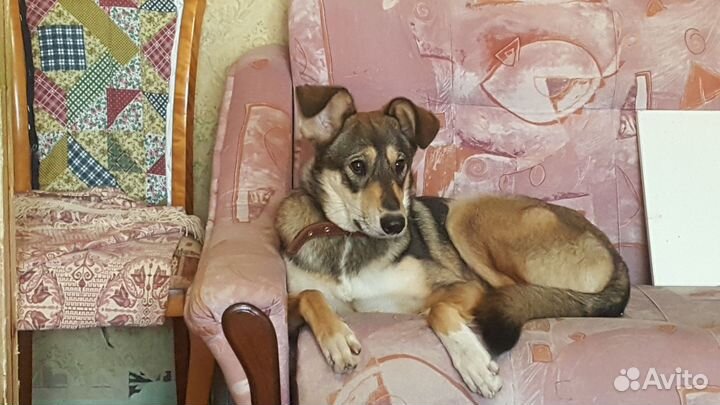 Cобака в дар