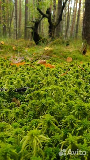 Мох сфагнум живой